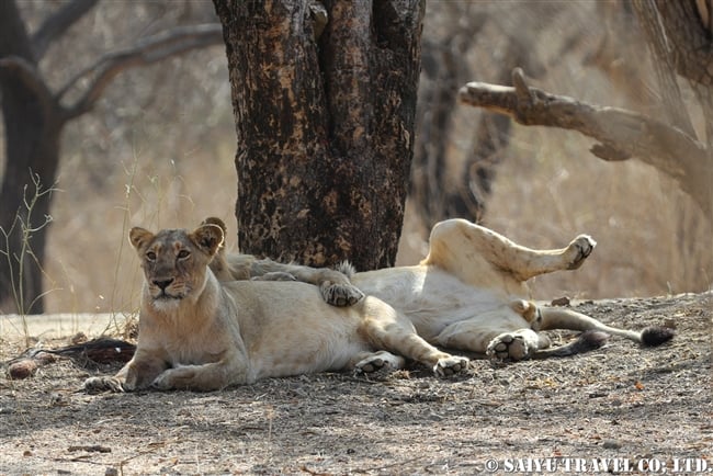 インドライオン　アジアライオン　Asiatic Lion ササンギル　Sasan Gir (8)