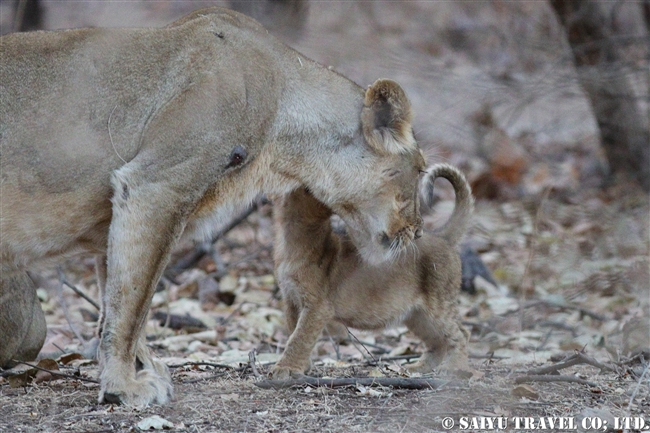 インドライオン　アジアライオン　赤ちゃん　ササン・ギル　ギル国立公園 Asiatic Lion cub (7)