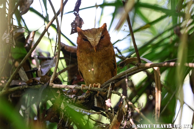セレンディブコノハズク　Serendib Scops Owl シンハラジャ森林保護区 (5)