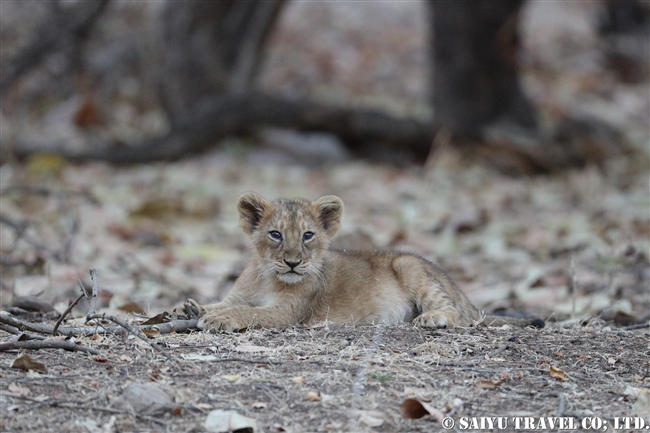 インドライオン　アジアライオン　赤ちゃん　ササン・ギル　ギル国立公園 Asiatic Lion cub (10)