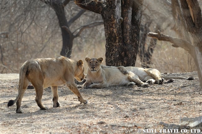 インドライオン　アジアライオン　Asiatic Lion ササンギル　Sasan Gir (9)