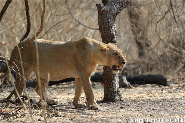 インドライオン　アジアライオン　Asiatic Lion ササンギル　Sasan Gir (3)