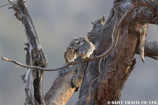 インドコキンメフクロウ Spotted Owlet (7)