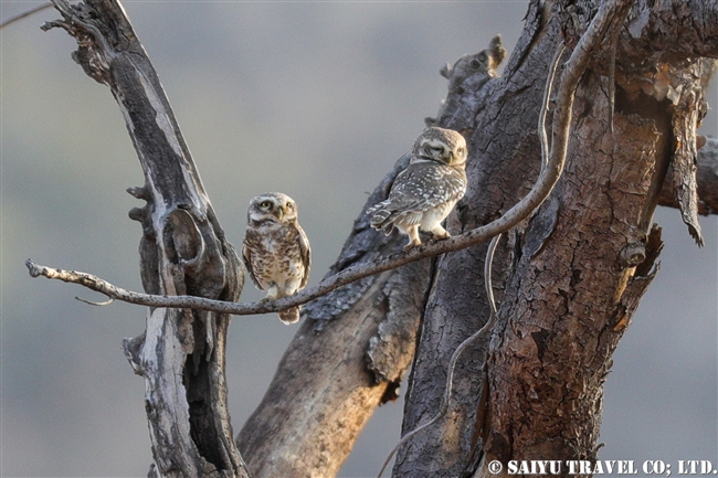インドコキンメフクロウ Spotted Owlet (8)