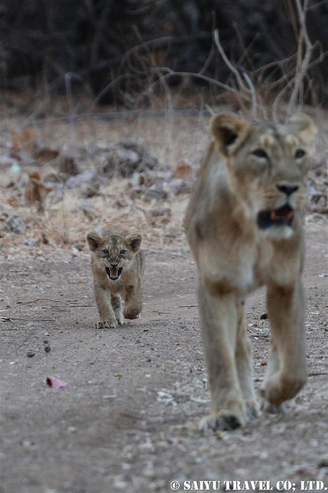 インドライオン　アジアライオン　赤ちゃん　ササン・ギル　ギル国立公園 Asiatic Lion cub (2)