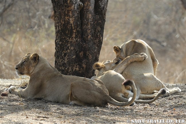 インドライオン　アジアライオン　Asiatic Lion ササンギル　Sasan Gir (12)