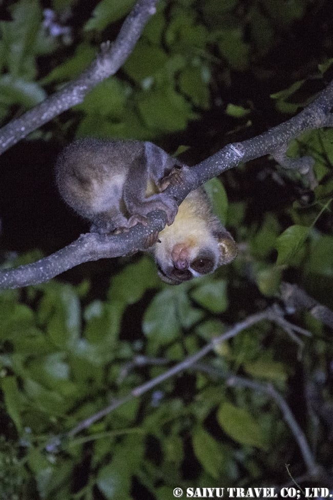 ハイイロホソロリス Gray Slender Loris シギリヤ