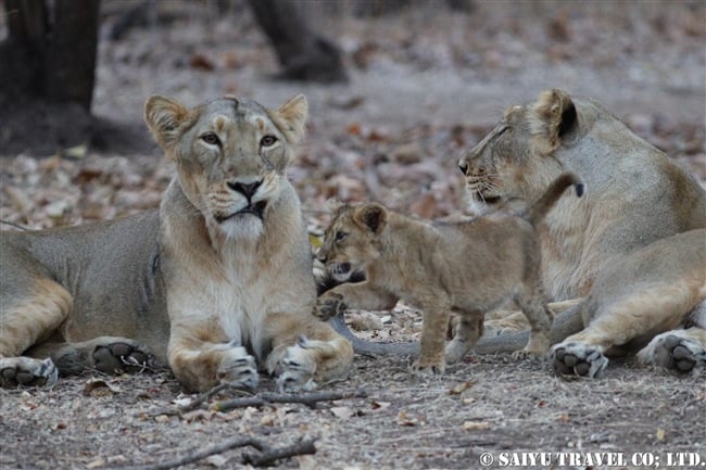 インドライオン　アジアライオン　赤ちゃん　ササン・ギル　ギル国立公園 Asiatic Lion cub (9)