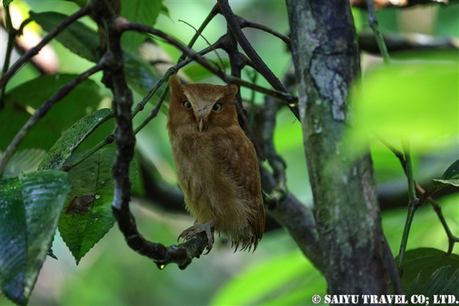 セレンディブコノハズク　Serendib Scops Owl シンハラジャ森林保護区 (2)