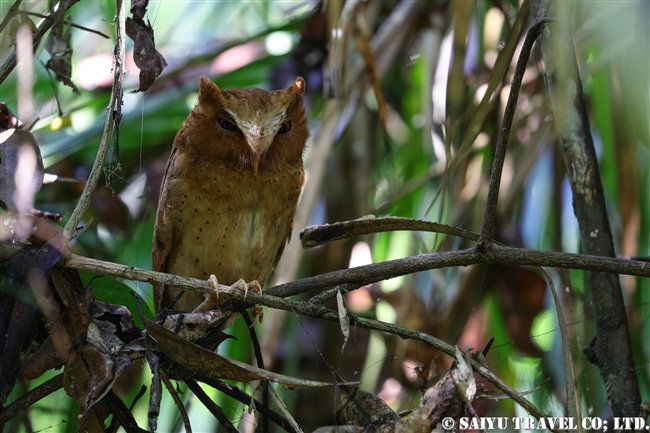 セレンディブコノハズク　Serendib Scops Owl シンハラジャ森林保護区 (4)