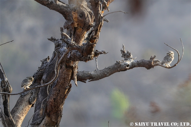 インドコキンメフクロウ Spotted Owlet (1)