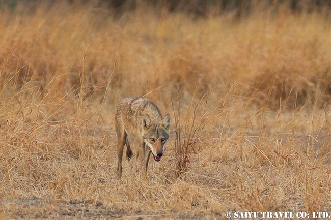 インドオオカミ Indian Wolf (1)