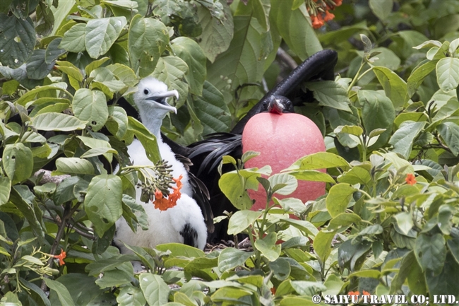 アメリカグンカンドリ　Magnificent frigatebird　ハーフムーンキー Half Moon Caye ベリーズ (10)