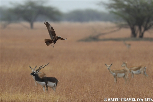 ブラックバック ヴェラヴァダール・ブラックバック国立公園 velavadar blackbuck national park (2)