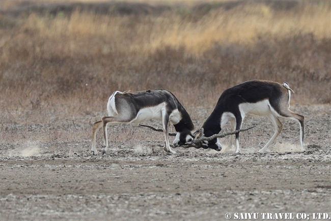 ブラックバック Blackbuck ヴェラヴァダール・ブラックバック国立公園 (10)