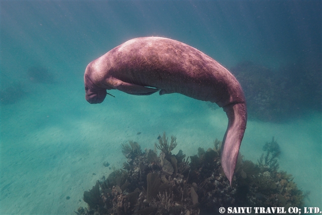 ベリーズ　マナティ　Antillean Manatee　Belize (9)