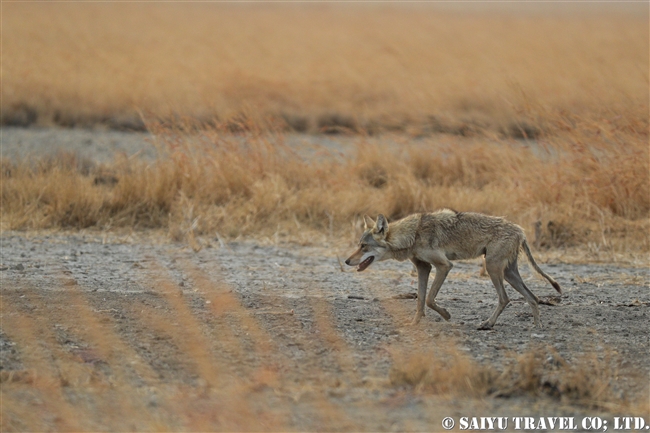 インドオオカミ Indian Wolf (10)