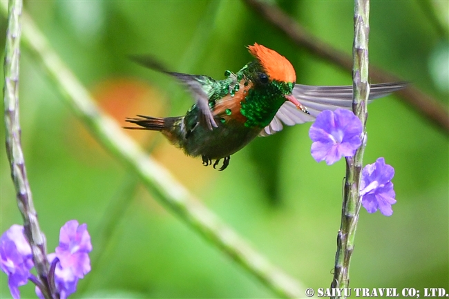 ホオカザリハチドリ Tufted Coquette ASA Write Nature Center トリニダード＆トバゴ (7)