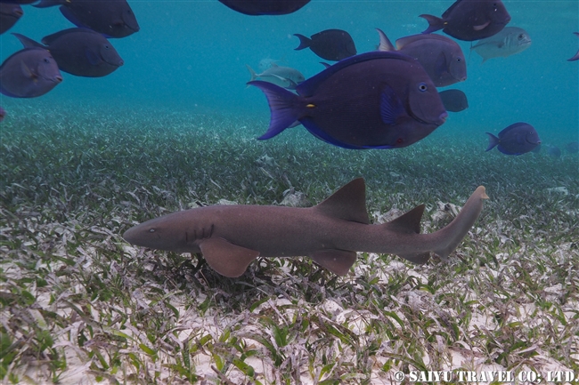 ベリーズバリアリーフ　ホルチャン海洋保護区 Shark Ray Alley (12)