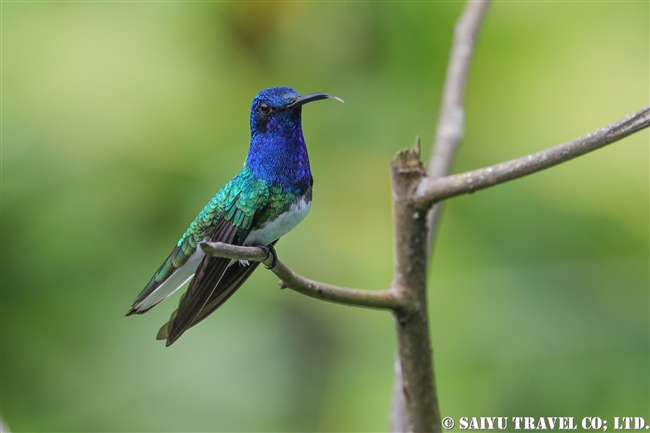 シロエリハチドリ White-necked Jacobin ASA WRIGHT NATURE CENTRE (6)