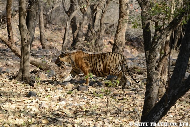 ランタンボール　ベンガルトラ　T-72 Ranthambore Bengal Tiger (7)