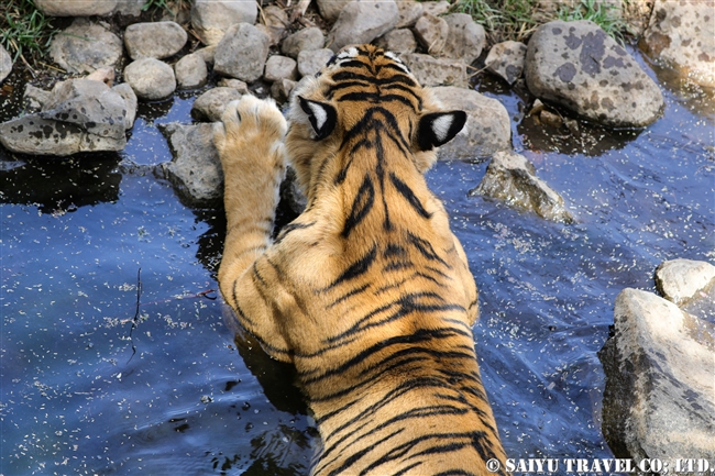 ランタンボール　ベンガルトラ　T-19 クリシュナ　Ranthambore Bengal Tiger (4)