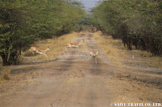 ブラックバック Blackbuck ヴェラヴァダール・ブラックバック国立公園 (12)