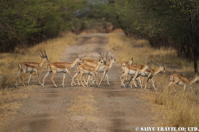 ブラックバック ヴェラヴァダール・ブラックバック国立公園 velavadar blackbuck national park (4)