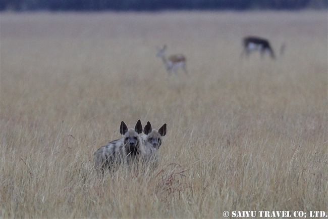 シナハイエナ Striped hyena ヴェラヴァダール・ブラックバック国立公園 velavadar blackbuck national park