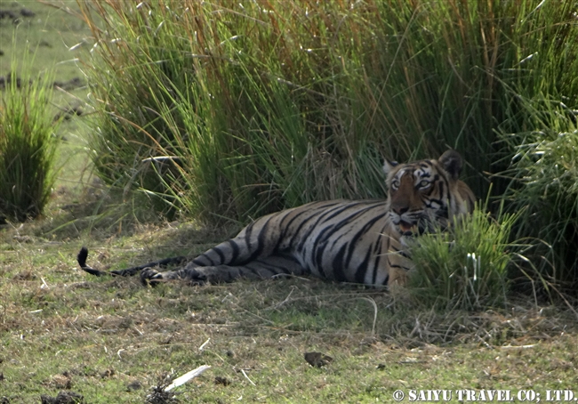 ランタンボール　ベンガルトラ T-19 Bengal Tiger Ranthambore (4)