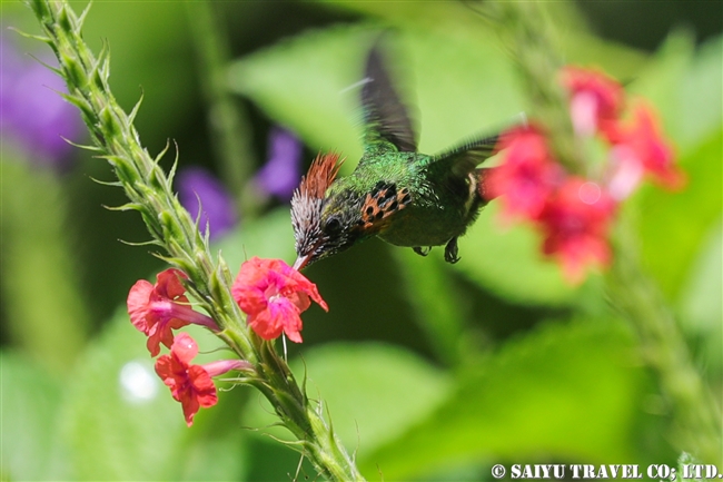 ホオカザリハチドリ Tufted Coquette ASA Write Nature Center トリニダード＆トバゴ (3)