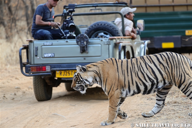 ランタンボール　ベンガルトラ　Cub of T39 Bengal Tiger Ranthambore (10)