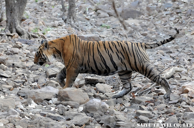 ランタンボール　ベンガルトラ T-25 Bengal Tiger Ranthambore (14)