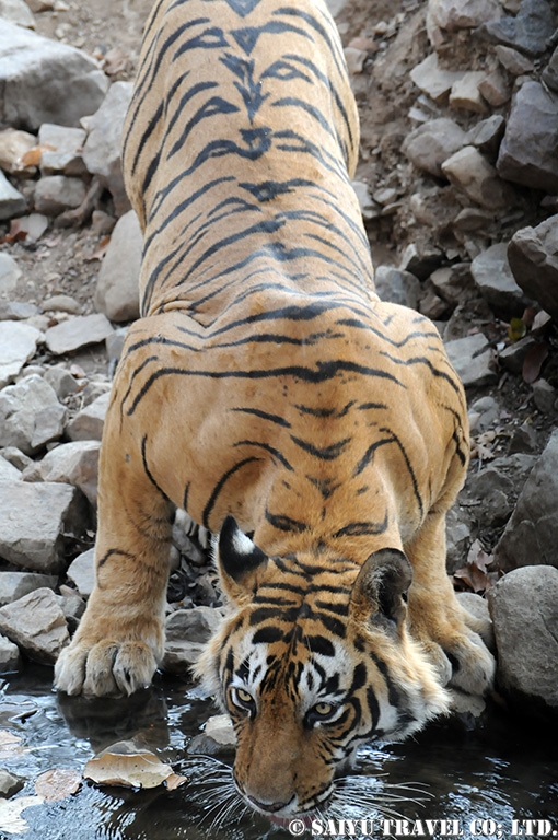 ランタンボール　ベンガルトラ T-25 Bengal Tiger Ranthambore (8)