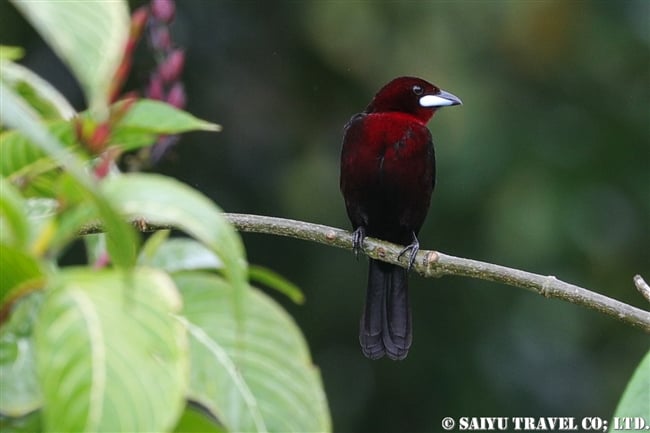 ギンバシベニフウキンチョウ Silver-beaked Tanager ASA WRIGHT NATURE CENTRE (4)