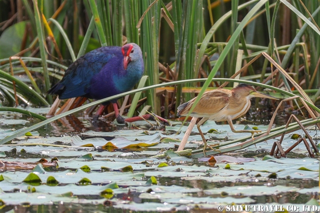 セイケイとヨシゴイ Purple Swamphen Yellow bittern Blackbuck Lodge Velavadar