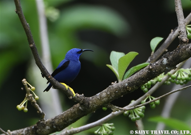 ムラサキミツドリ Purple Honeycreeper ASA WRIGHT NATURE CENTRE (12)