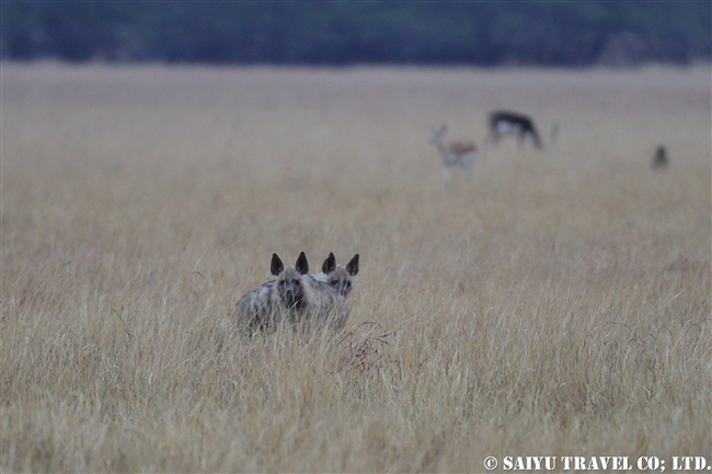 シマハイエナ Striped Hyena ヴェラヴァダール・ブラックバック国立公園 (6)