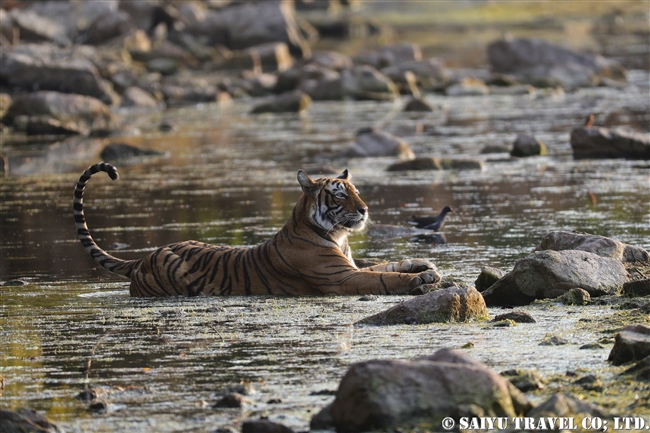 ランタンボール　トラ T41 ライラ Ranthmabore Tiger T41 Laila (17)