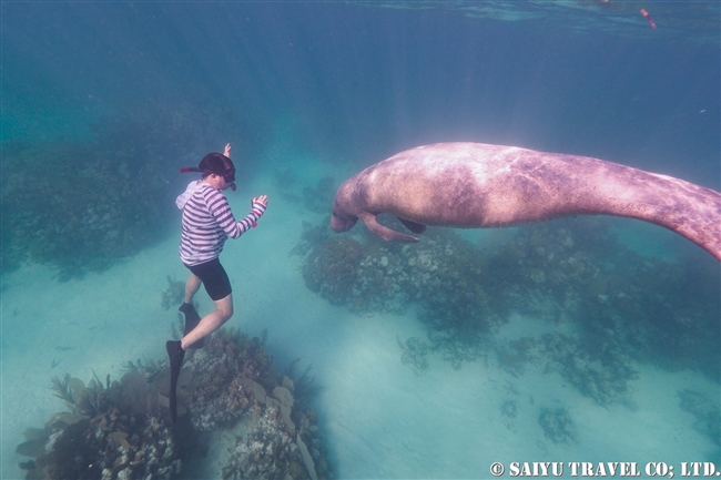 ベリーズ　マナティ　Antillean Manatee　Belize (13)