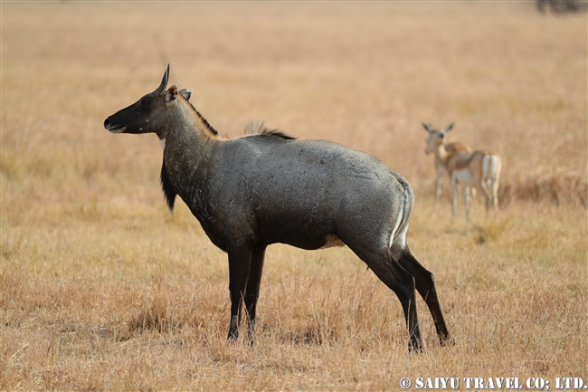 ニルガイ　ヴェラヴァダール・ブラックバック国立公園 velavadar blackbuck national park