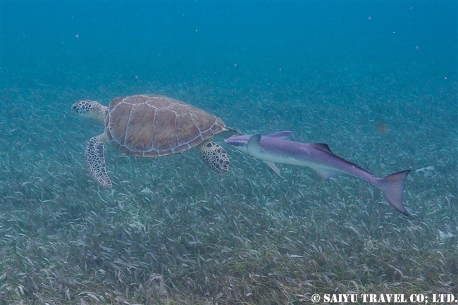 ベリーズバリアリーフ　ホルチャン海洋保護区 Shark Ray Alley (5)