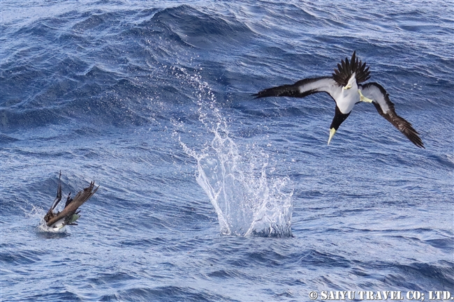 小笠原航路　小笠原諸島　カツオドリ　小笠原丸　Brown Booby Bonin Island (9)