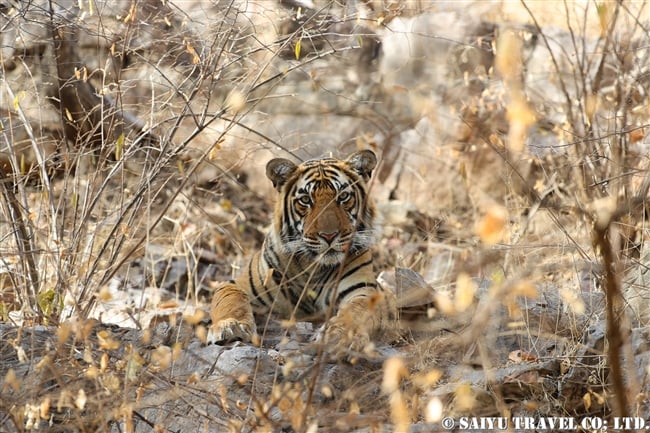 ランタンボール　ベンガルトラ　A cub of T-41 Ranthmabore Bengaltiger (8)