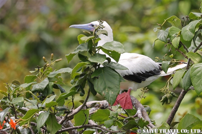 アカアシカツオドリ　Red-footed booby　ハーフムーンキー Half Moon Caye ベリーズ (2)