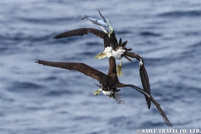 小笠原航路　小笠原諸島　カツオドリ　小笠原丸　Brown Booby Bonin Island (11)