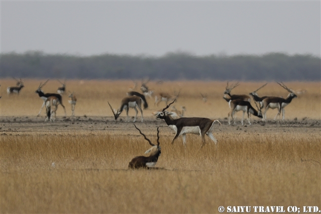 ブラックバック Blackbuck ヴェラヴァダール・ブラックバック国立公園 (4)