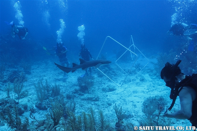 コモリザメ　Nurse Shark ベリーズ　ダイビング　アンバーグリスキー　Ambergris Caye (2)