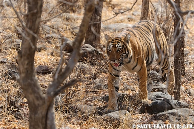 ランタンボール　ベンガルトラ　T-19 クリシュナ　Ranthambore Bengal Tiger (2)