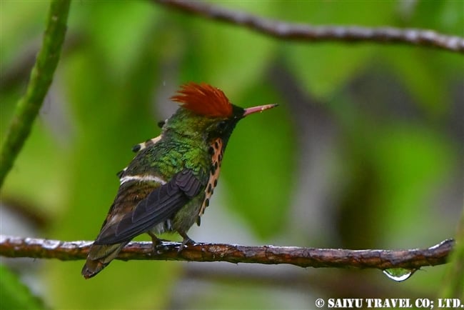 ホオカザリハチドリ Tufted Coquette ASA Write Nature Center トリニダード＆トバゴ (10)